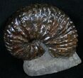 Hoploscaphites Ammonite - Fox Hills Formation #8957-1